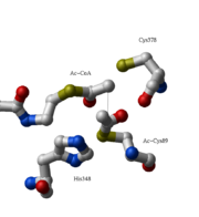 Figure 5. The captured intermediate (1DM3).  In the active enzyme Cys378 is predicted to  abstract a proton from the acetyl-CoA methyl group and in this way the Claisen condensation reaction is initiated. In this 1DM3-complex the pH is around 5 and therefore the intermediate has been trapped, as Cys378 will be predominantly protonated.