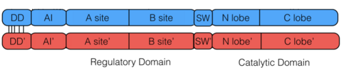 General PKG-Ia Structure