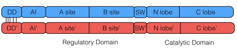 Image:General Structure of PKG-Ia.png