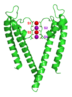 Crystallographic structure of the bacterial KcsA potassium channel. Only two of the four subunits of the tetramer are currently displayed for the sake of clarity, and the protein is displayed as a green cartoon diagram.  In addition, backbone carbonyl groups and threonine sidechain protein atoms (oxygen = red, carbon = green) are displayed.  Finally potassium ions (occupying the S2 and S4 sites) and the oxygen atoms of water molecules (S1 and S3) are depicted as purple and red spheres respectively.