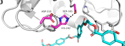 Figure 1. The coolest image of this protein EVAH!!!