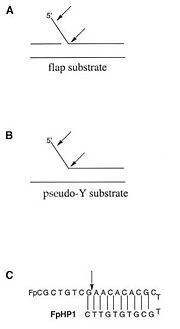 The different substrates of the T5 5'-exonuclease