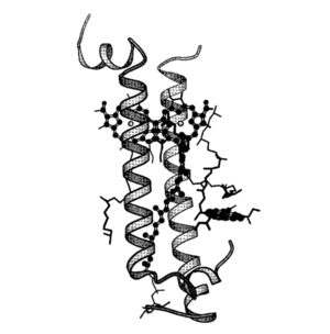helices are represented by ribbons and the complete pigments are included in a stick representation. image and description from ).