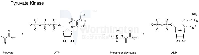 Image:Pk reaction.jpg