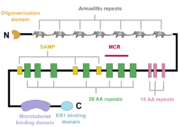 A schematic of the APC protein domain structure. MCR, mutation cluster region; SAMP, Axin-binding motif