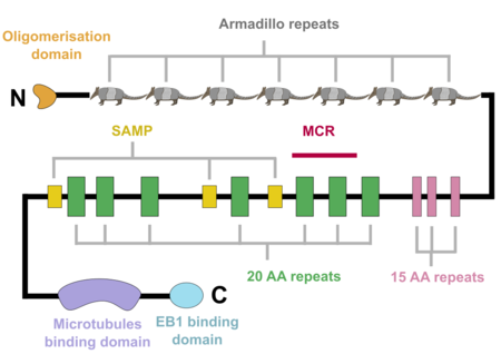 Figure 1: A schematic of the APC protein domain structure. MCR, mutation cluster region; SAMP, Axin-binding motif