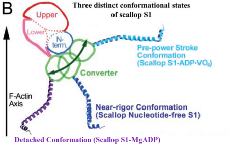 Figure 4. Relatively small movement of the converter is amplified by the lever arm (adaptation of ).