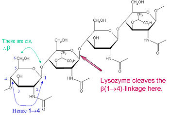 Lysozyme Cleavage Site
