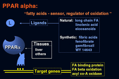 Figure 1: Human PPARα Function