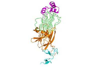 Figure 1: The ALK monomer unbound to ALKAL. Cyan: growth factor-like domain (EGF). Orange: tumor necrosis factor-like domain (TNFL). Green: glycine-rich domain (GlyR). Pink: polyglycine extension loop (PXL).