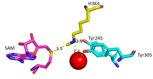 Figure 2: Water being utilized in the active site