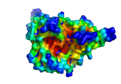 Concavity of 1YRS.pdb.  Red is very concave, whereas blue is not concave.  Produced with HotPatch.