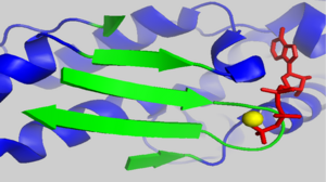 Five-stranded β-sheets in subdomain 3 of AP-actin. In green is β-strands. ATP is in green bound to calcium, yellow sphere.