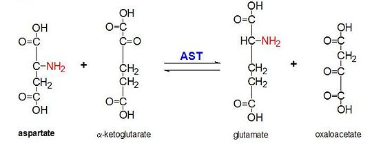 Figure 2: Transamination reaction of L-aspartate and α-ketoglutarate catalyzed by aspartate aminotransferase