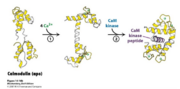 "Figure 1" The figure highlights the structural importance of the flexibility of calmodulin in order to bind better to the 4 calcium ions at the ends and to undergo reactions with the CaM kinase peptides in order to begin a signaling transduction pathway. Click on the thumbnail to enlarge figure.