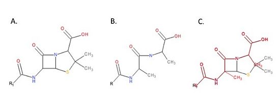 Figure 3. Mechanism of action of beta-lactams. A. Chemical structure of penicillin, a beta-lactam antibiotic. B. Chemical structure of the peptidoglycan D-Ala-D-Ala moiety, the normal TP substrate. C. Superimposition of the D-Ala-D-Ala moiety (red) with penicillin (black). The beta-lactams mimic the structure of the D-Ala-D-Ala moiety of peptidoglycan. This ensures TPs react with beta-lactams.