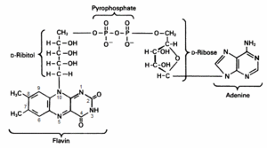 Flavin Adenine Dinucleotide