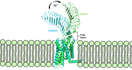 Figure 2: Inactive form of the thyrotropin receptor shown in blue (PDB: 7T9M). Active form of the thyrotropin receptor shown in green (PDB: 7T9I).