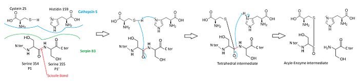Mecanism of cathepsin S-inhibition by serpin B3