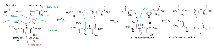 Mecanism of cathepsin S-inhibition by serpin B3