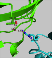 Water mediated dimer interaction between Thr68 and Arg72.