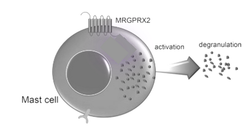 Figure 8. Cellular response of mast cell upon activation of MRGPRX2.