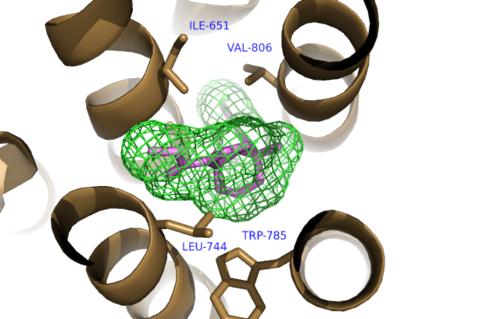 Figure 1. Hydrophobic Pocket Surrounding Mavoglurant