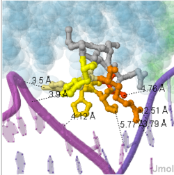 DNA-binding interactions of the a3 helix of RTP.