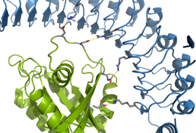Figure 1. The coolest image of this protein ever!!!