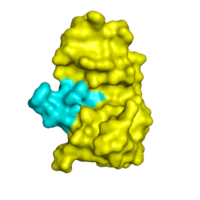 The image above depicts the surface interaction between the S peptide and S protein fragments; S peptide is blue, S protein is yellow.