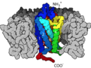 Figure 3:Amino and Carboxyl terminal groups (taken from Google)