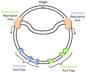 Schematic representation of the replication termination fork and fork traps of the E. coli and B. subtilis chromosomes.