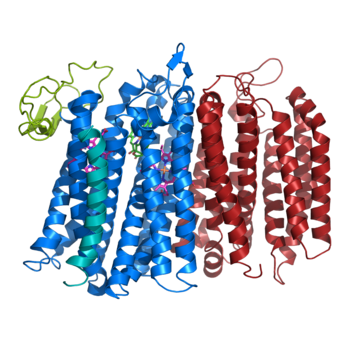 Figure 1. bd oxidase; two structurally similar transmembrane helices in blue and red; CydX subunit in teal; Q loop in lime green.