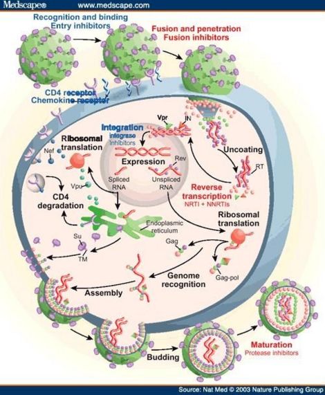 Life Cycle of HIV through a host cell