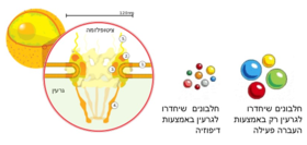 מתוך: Molecular Biology of the Cell. 4th edition.