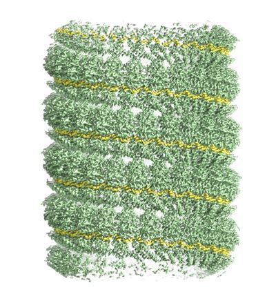 EM reconstruction of the helical NP filament, RNA is shown in yellow
