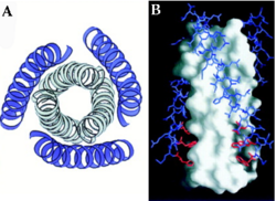 Figure 1: A) Ribbon Diagram of N36/C34 Complex of gp41. The N36 helices (gray) shown as a trimeric coiled coil, and the C34 helices (blue) shown wrapped around this coil. B) N36 coils (gray) shown as molecular surface with C34 helices (blue) packed against conserved groove. Bottom of coil has large cavity that becomes a binding pocket for C34 residues (red).[Figure from (Chan et al., 1998)]