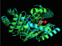 Figure 4: Overlay of chain A in 3ST6 (green) and 3RV6 (teal) with inhibitors bound and magnesium.  .