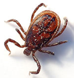 Ixodes Tick