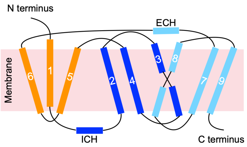 Image:Topology picture.png