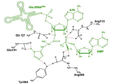 Aminoacylation reaction catalyzed by HisRS.
