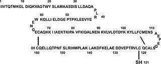 Figure 1. Primary structure of β-LG. β-Lactoglobulin comprises 162 AA, including 5 Cys residues. Two disulfide linkages are located at residues Cys-106 to Cys-119 and Cys-66 to Cys-160. One free Cys is at position 121.(Taken from Liu, et al. 2007)