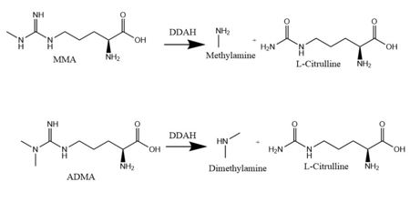 Figure 1. The normal DDAH mechanism