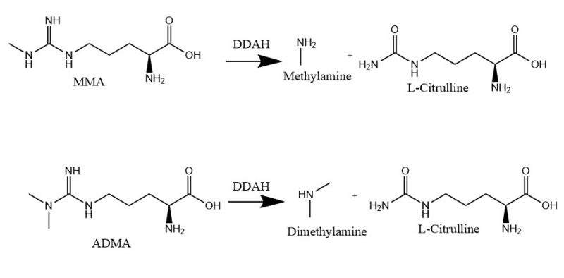 Image:DDAH mechanism.jpg