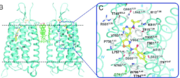 Figure 1:Disulfide Linkages between the TMD and ECL (taken from Google)