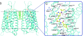 Disulfide Linkages between the TMD and ECL