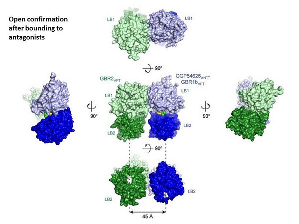 The ligand-binding cleft of GBR1bVFT stays open with each bound antagonist. In addition, GBR2VFT remains wide open with an empty interdomain cleft. This open-open configuration of the apo and antagonist-bound structures corresponds to the resting (or inactive) state of the heterodimeric receptor (Geng et al 2013).