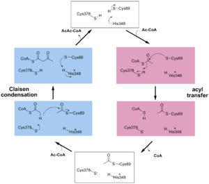 Figure 1. The catalytic cycle of thiolase. The synthetic direction is the clockwise direction.  In this direction first Cys89 is acetylated by acetyl-CoA. In the second step this acetyl group is transferred to acetyl-CoA, the Claisen condensation.