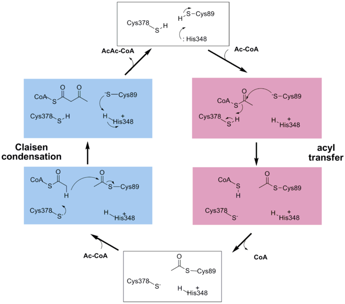 Image:Reaction cycle.png