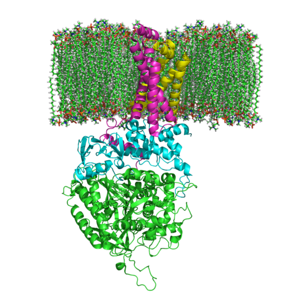 Image:Succinate Dehydrogenase.png